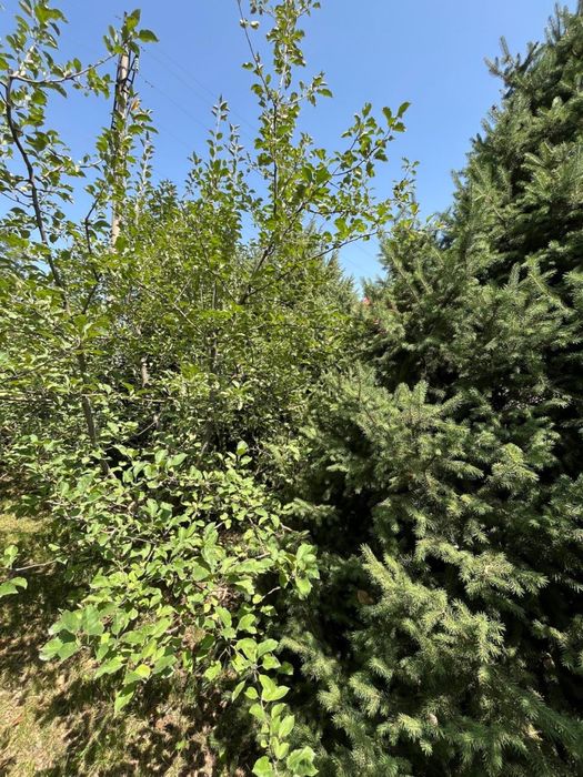 Елки 4 штуки высокие