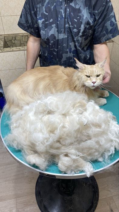 Стрижка собак и кошек в Актау !