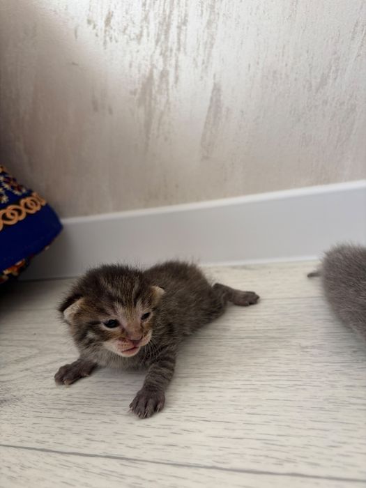Отдам котят в добрые руки