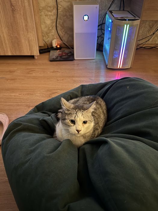 Взрослый кастрированный кот