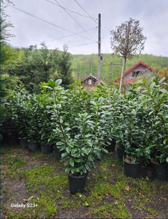 Pepeniera plante ornamentale