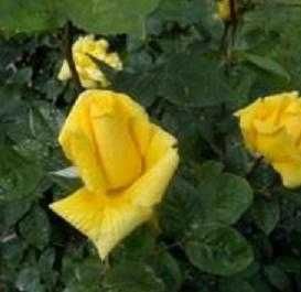 Атиргул кўчатлари - Саженцы роз