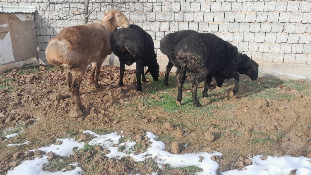 Qo'chqorla sotiladi