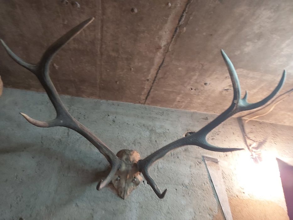 Рога от белоопашат елен