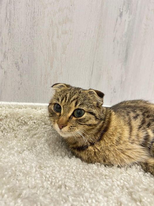 Кошечка скоттишь-фолд