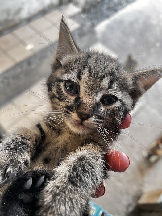 Котята сибирские