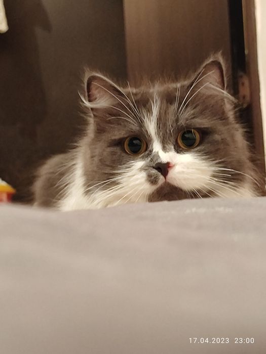 Ищу дом на постоянно