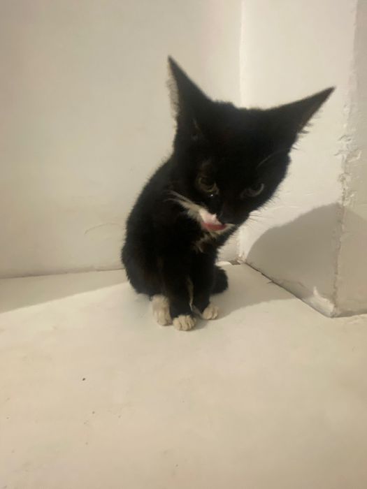 Котенок мальчик 4 месяца