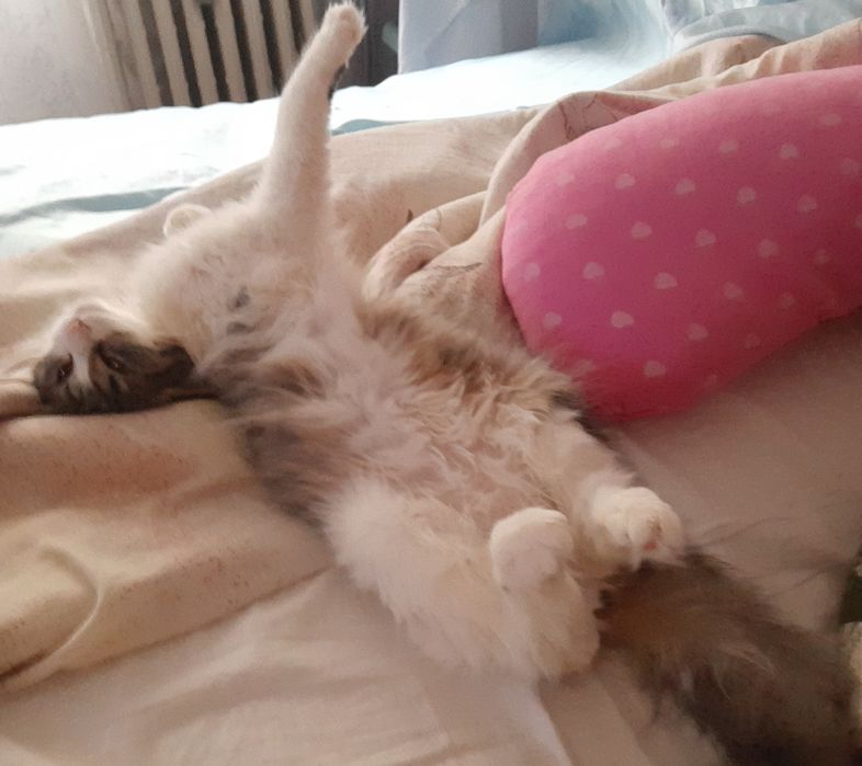 Pet sitter/ Bona ingrijitoare animale de companie.