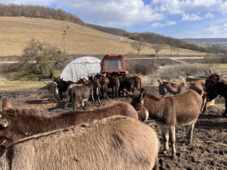 40 măgari masculi – întrețin 40–80 ha fără utilaje (cost minim)