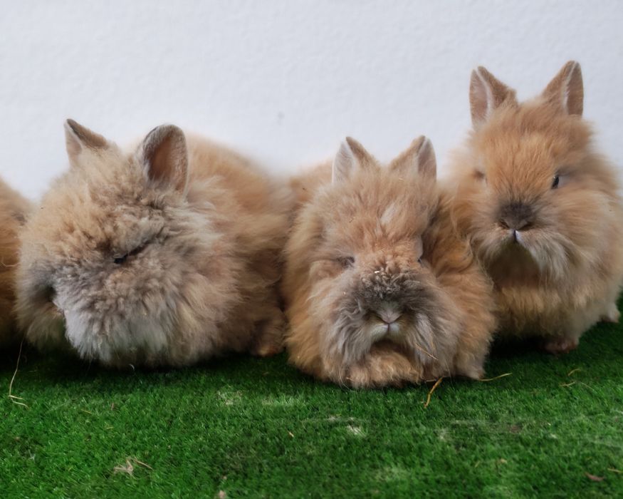 Iepurași cap de leu pitic