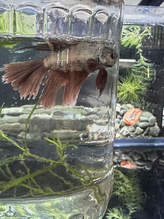 Продам рыбок петушков