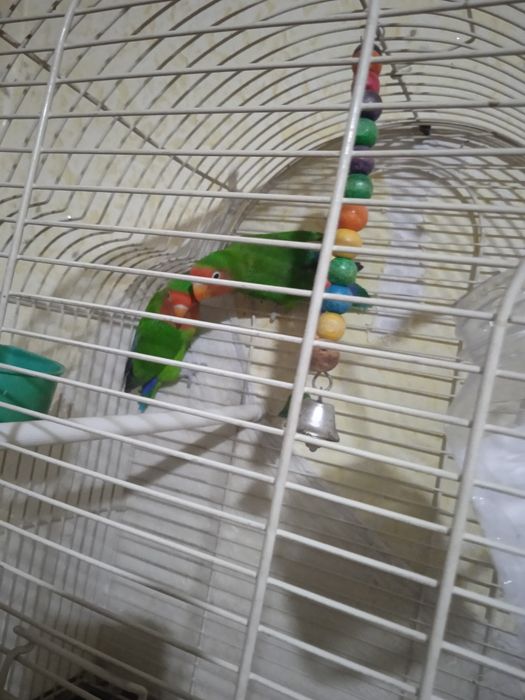 Продам птиц,разных пород,парами