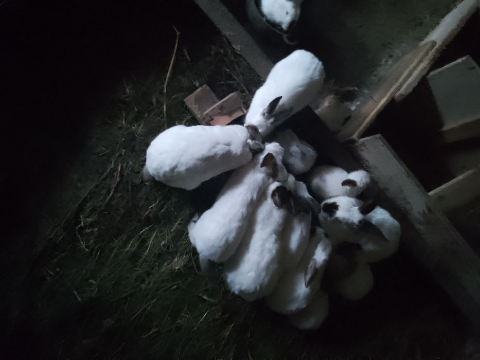 Vând 10 cocoși tineri