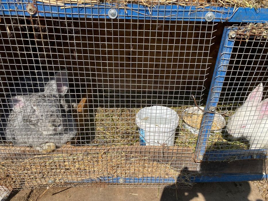 Продам кроликов разных