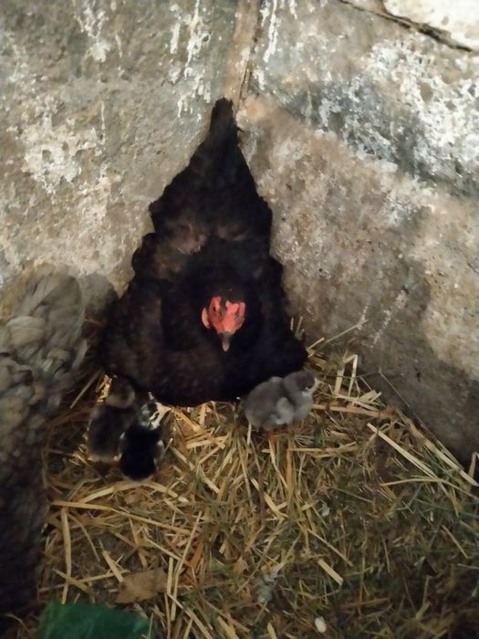 Тауық 9 балапанымен сатылады!