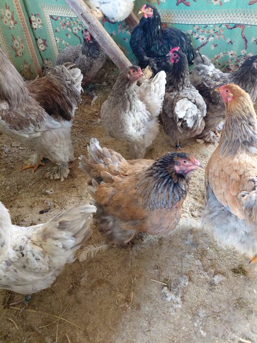 Vand pui tasa mixta de carne si puide gaina brahma maimulte soiuri gai