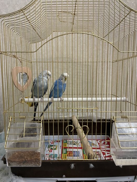 Попугай волнистый