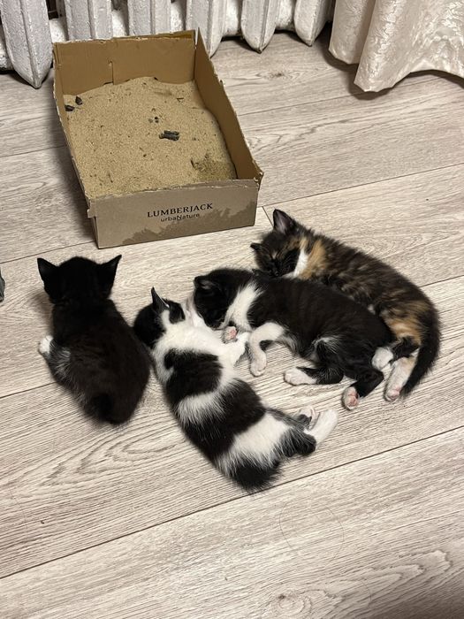 отдам котят в добрые руки бесплатно