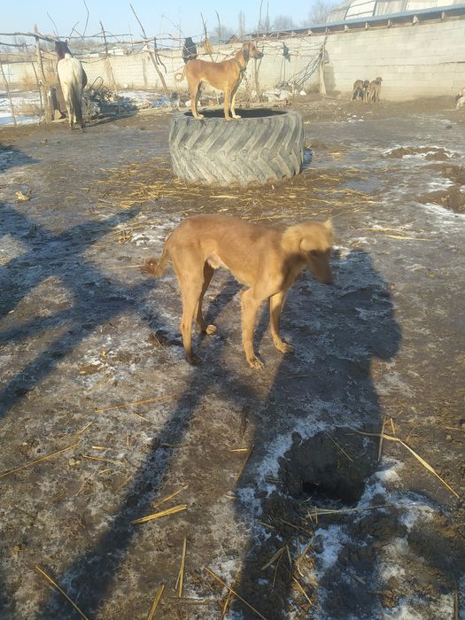 Продаются тазы .