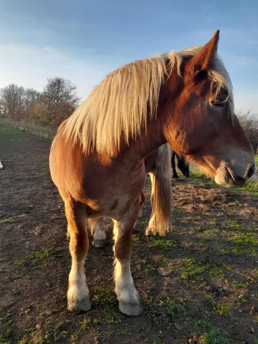 Vand 2 manze si un manz