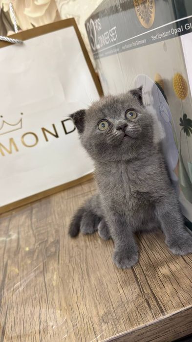 Zoti:Scottish Fold va Scotish okrasi:chiroyli kulramg
Yoshi: 2 oylik
J