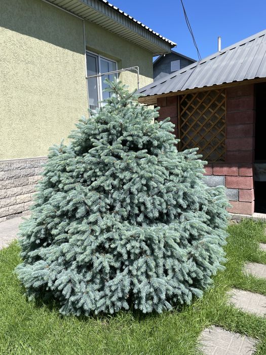 Голубые елки продам