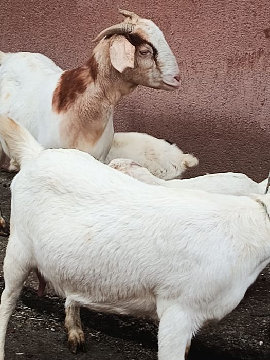De vanzare 2 capre fătate cu 2 iezi Anglo-Nubian
