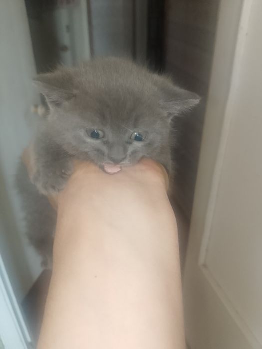 Котята британцы...