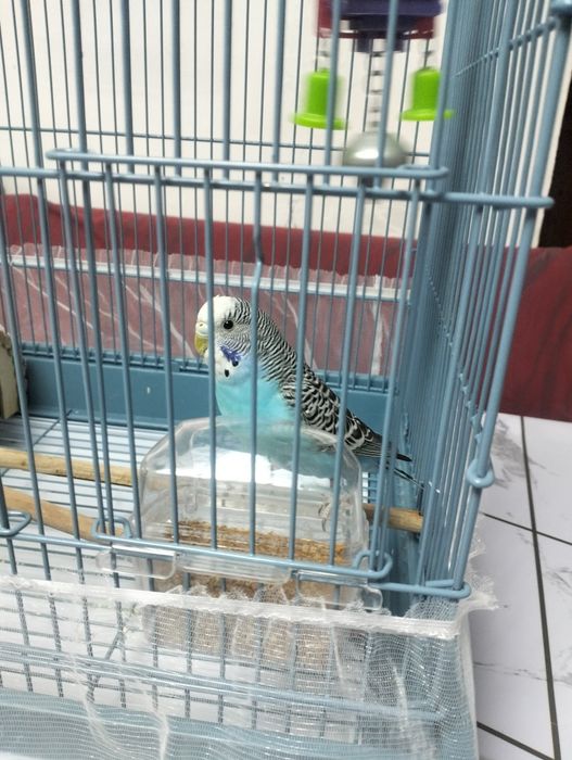 Попугай с клеткой