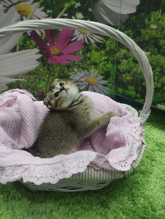 Шотландская кошечка