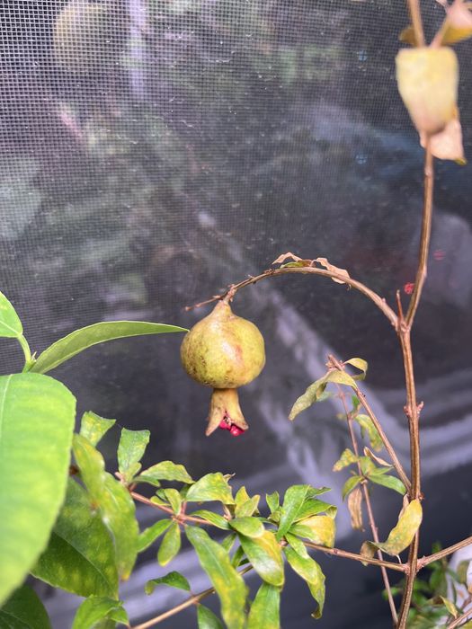 гранат комнатный мини