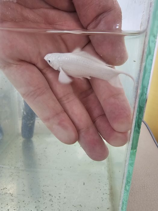 Велифера платина!