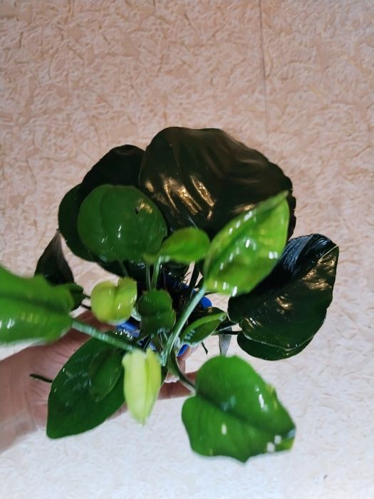 Анубиас, живучий, красивый