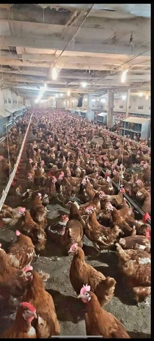 Puicuțe pentru ouat