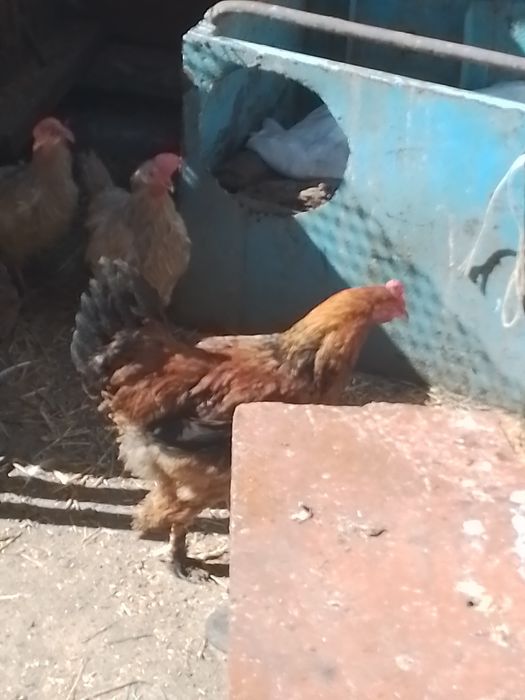 Продаю домашний петушки