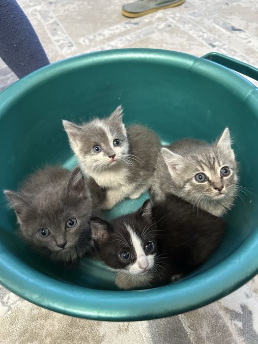 Отдам котят бесплатно в добрые руки :)