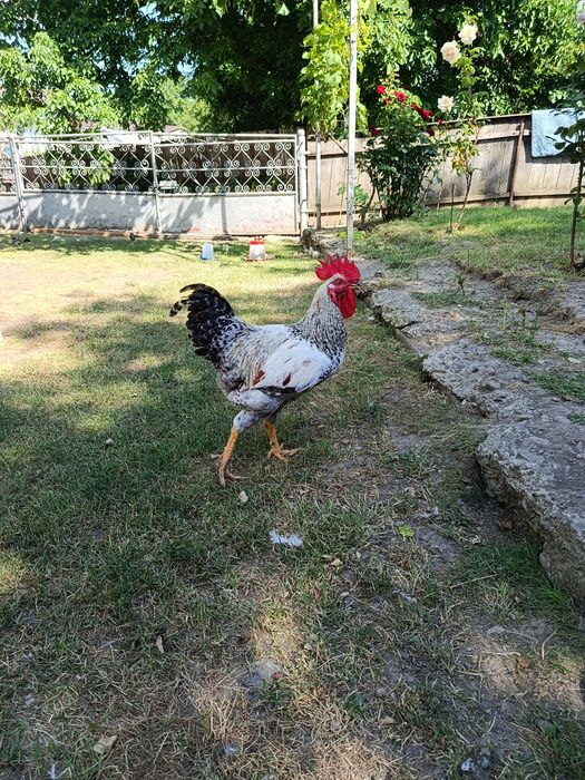 Cocoș tânăr din ianuarie