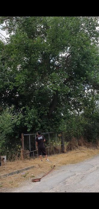 Рязане на храсти,растителности ,опасни  дървета ,парцели и дворове