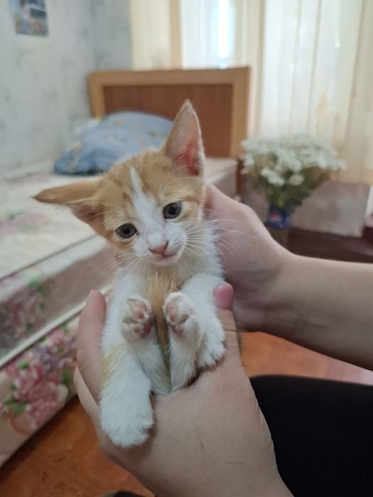 Отдам котят в добрые руки