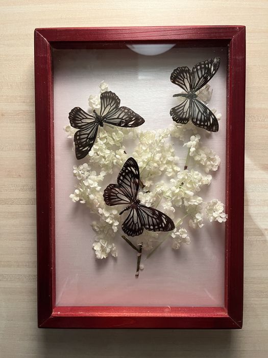 Колекция пеперуди за подарък