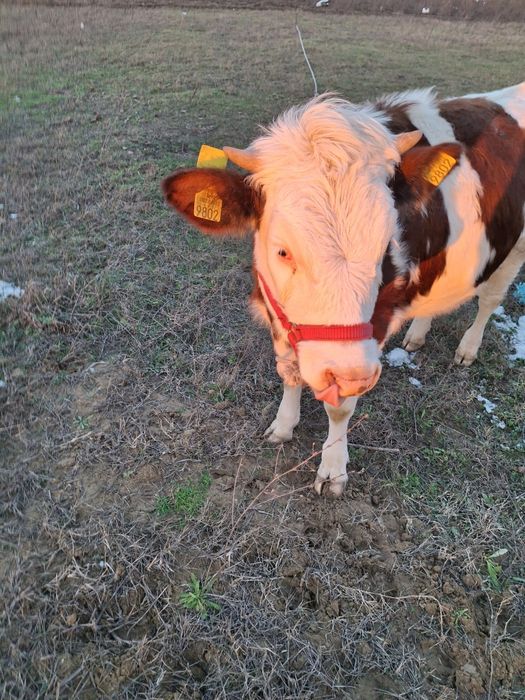 Vaci bune si frumoase 7 luni amândouă