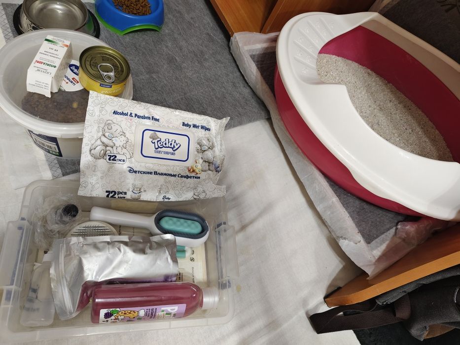 Продам кошку scottish strike  50$