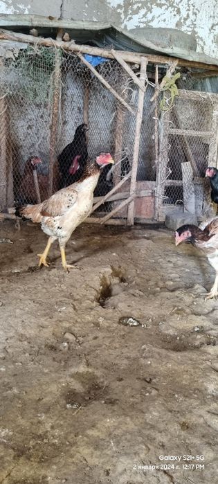 Shamo makyonla xar xili bo