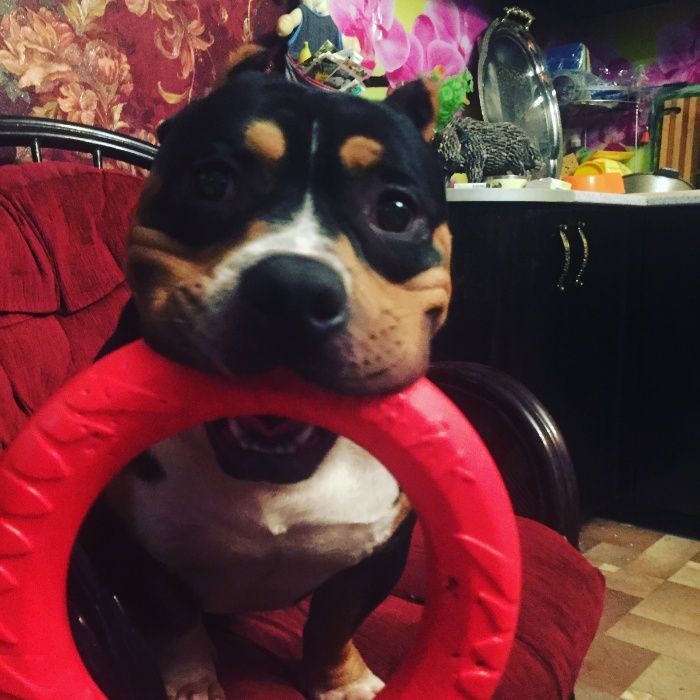 щенки американский булли