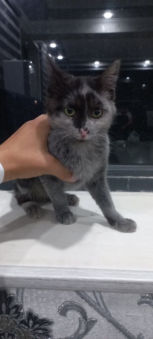 Zoti bengal toza zotli mushuk