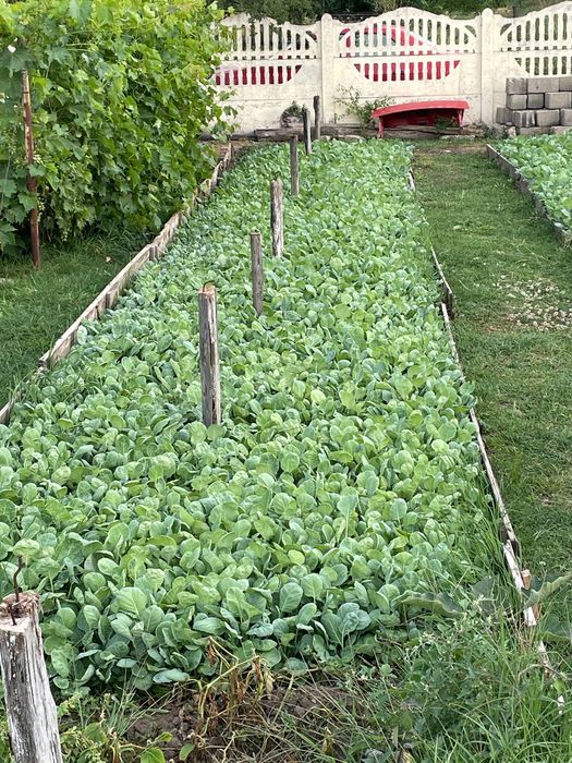 Răsad Varză de toamnă de BUZĂU