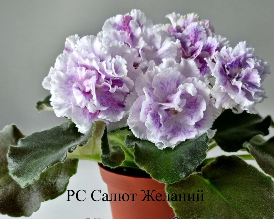 Продам сортовые фиалки