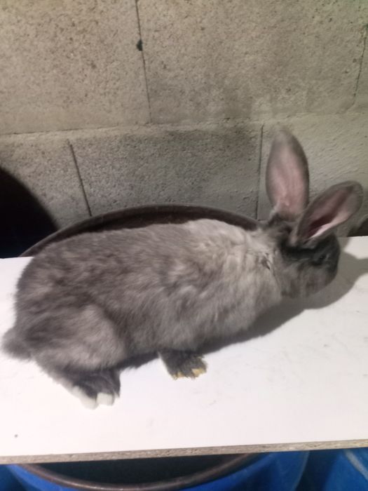 Vând două femele de berbec german.