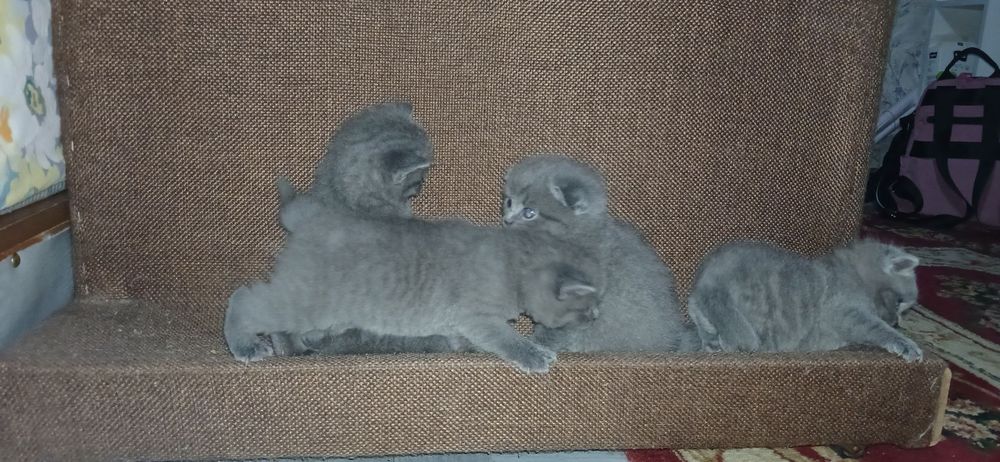 Продаются чистокровные породистые Скотиш фолд  котята